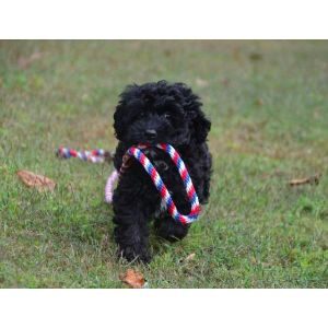 How-Much-Should-You-Expect-to-Pay-for-a-Cockapoo-Puppy-Why-Are-Cockapoos-So-Expensive-Now