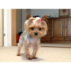 How-Often-Should-I-Groom-my-Yorkie-Poo