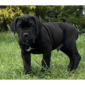 How-To-Choose-A-Cane-Corso-Breeder-In-Maryland