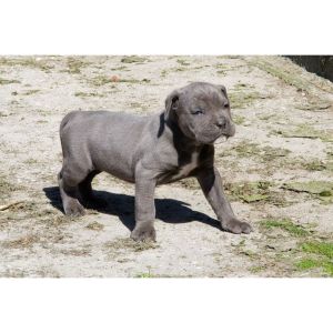 How-To-Choose-Cane-Corso-Breeders-In-Indiana