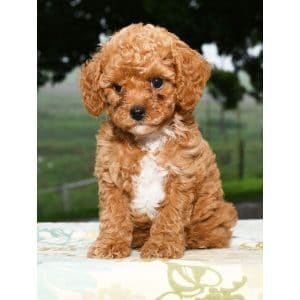 How-To-Choose-Cavapoo-Breeder-in-Indiana