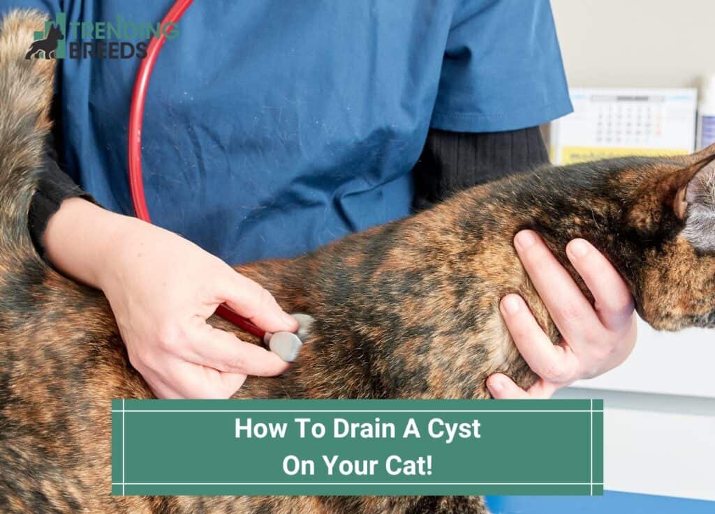 How-To-Drain-A-Cyst-On-Your-Cat-template