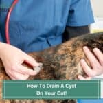 How To Drain A Cyst On Your Cat! (With Pictures) (2023)