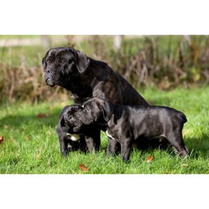 How-to-Choose-Cane-Corso-Breeders-in-Georgia