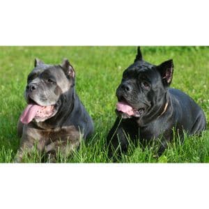 How-to-Choose-Cane-Corso-Breeders-in-Illinois