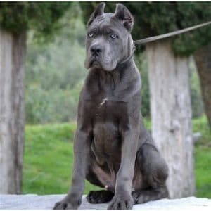 How-to-Choose-Cane-Corso-Breeders-in-Texas