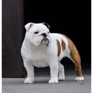 How-to-Choose-English-Bulldog-Breeders-in-New-England
