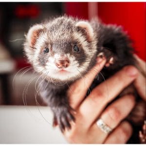 How-to-Choose-Ferret-Breeders-in-Dallas