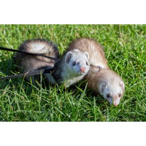 How-to-Choose-Ferret-Breeders-in-Houston