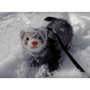 How-to-Choose-Ferret-Breeders-in-Michigan