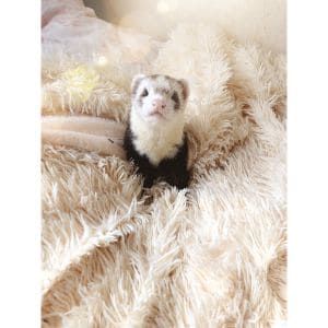 How-to-Choose-a-Ferret-Breeder-in-New-York