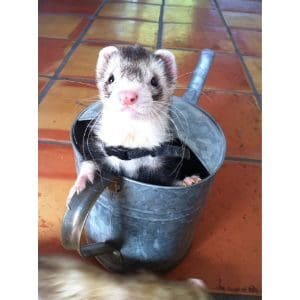 How-to-Choose-the-Best-Ferret-Breeders-in-the-USA