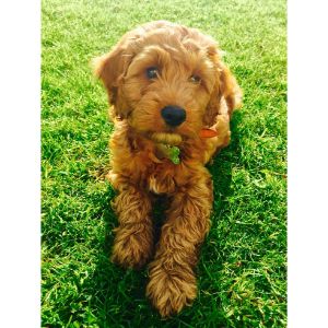 How-to-Find-a-Cockapoo-Breeder-in-Oregon