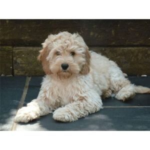 How-to-Find-a-Good-Cockapoo-Breeder