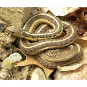 How-to-Handle-Snake-Poop-in-Your-Yard