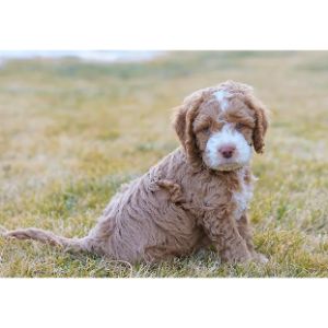 How-to-Select-a-Cockapoo-Breeder-in-Colorado