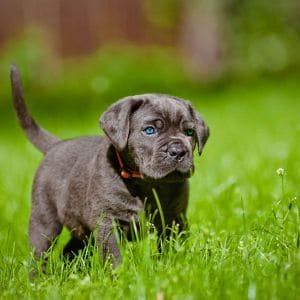 II-Vigore-Cane-Corso