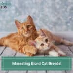 15 Interesting Blond Cat Breeds! (2023)