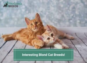 Interesting-Blond-Cat-Breeds-template