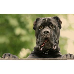 Iron-Gate-Cane-Corso