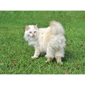 Japanese-Bobtail