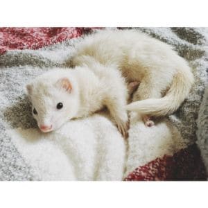 Legion-of-Superferrets-of-Iowa-Black-Dragon-Ferretry-Shelter