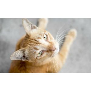 Method-for-Open-Cyst-Drainage-in-Cats