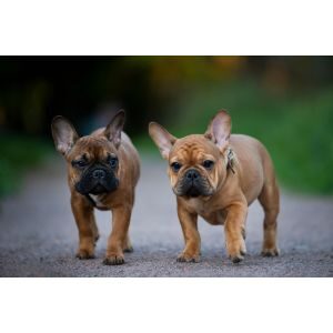 Midwest-Frenchies