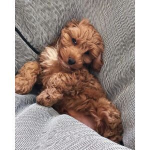 More-Information-About-Cavapoo-in-Indiana