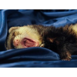More-Information-About-Ferret-Breeders-in-Los-Angeles