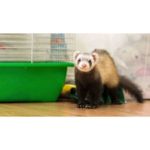 More-Information-About-Ferrets-in-Houston