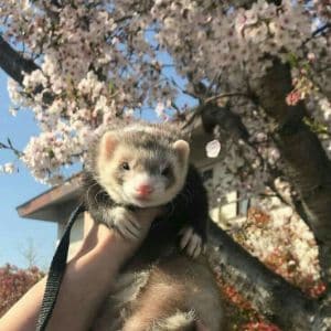 More-Information-About-Ferrets-in-New-York