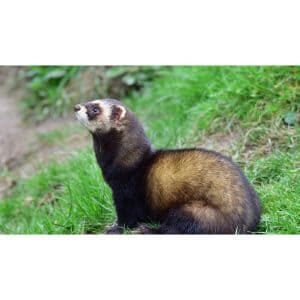 More-Information-About-Ferrets-in-Ohio
