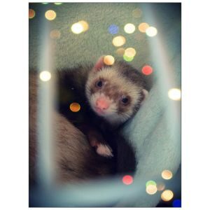 More-Information-About-Ferrets-in-the-USA