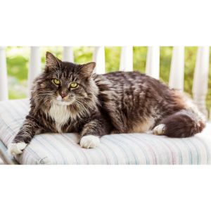 More-Information-About-Maine-Coons-in-California