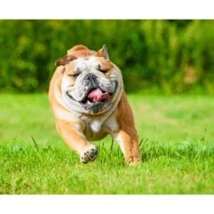 More-Information-about-English-Bulldogs-in-Wisconsin