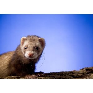 More-Information-about-Ferrets-in-Las-Vegas