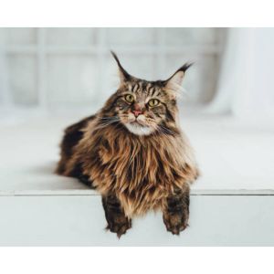 Muffhyms-Maine-Coon-Cattery