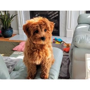 Mulberry-Farm-Cavapoos