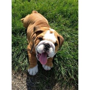 New-England-Gotti-Line-Bulldogs