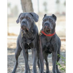 Onetime-Cane-Corso