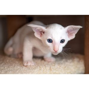 Oriental-Shorthair