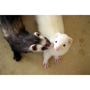 PVO-Ferrets