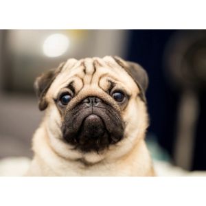 Pug-Puppies-For-Sale-by-Breeders-in-Texas