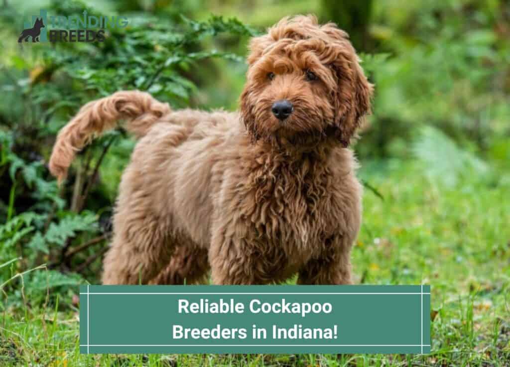 Reliable-Cockapoo-Breeders-in-Indiana-template