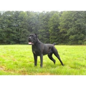 Royal-Guardian-Cane-Corso