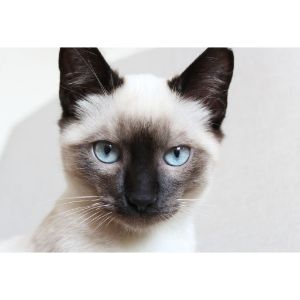 Siamese