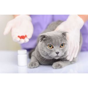 Symptoms-of-Upset-Stomach-In-Cats