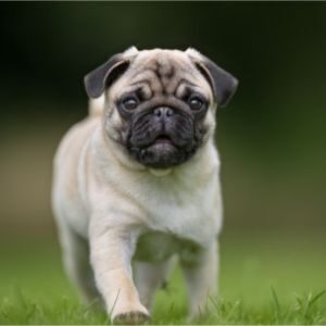 The-Average-Cost-of-a-Pug-Puppy-from-a-Breeder-in-Texas