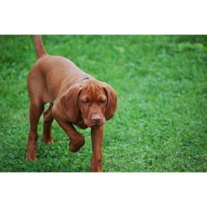 The-Average-Cost-of-a-Vizsla-Puppy-from-a-Breeder-in-Ohio